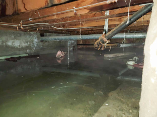 Best Local water damage restoration  in Hauppauge, NY